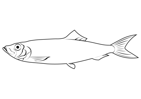 European Sprat (Sprattus Sprattus) Coloring Page